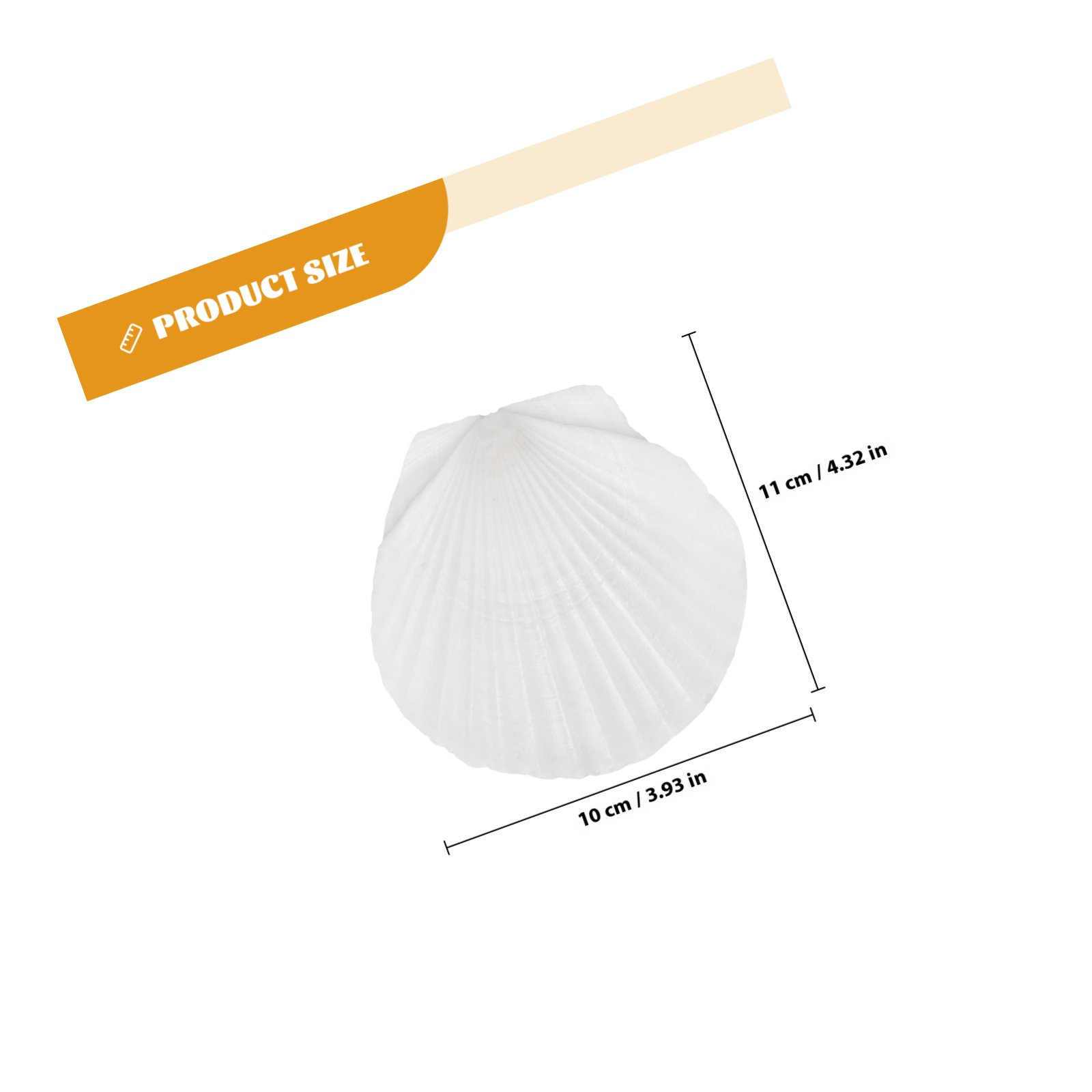 10Pcs Natural Scallop Shells F - огляд і ціна Mom'S Home Cooking